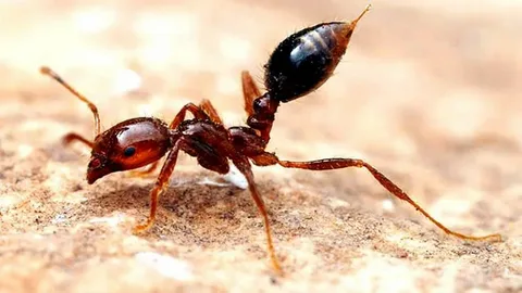 Professional Ant Control Experts